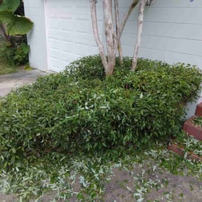 Bush Trimming by RJ's Lawn Care reviewed on August 18, 2025