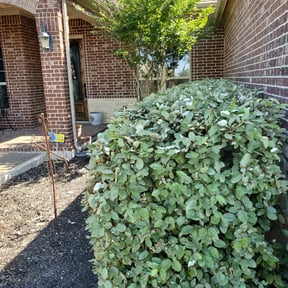 Bush Trimming by Budget Cuts Lawn Care reviewed on April 29, 2024