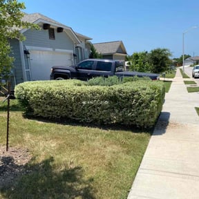 Bush Trimming by Royal Scenery LLC reviewed on August 19, 2025