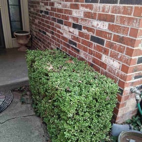 Bush Trimming by L&amp;L Landscape Contractors LLC reviewed on November 9, 2025