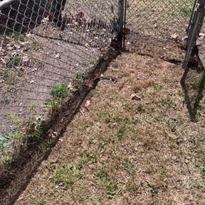 Leaf Removal by Lawn care  reviewed on September 28, 2025