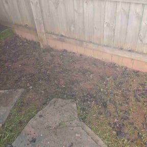 Leaf Removal by Port City Mowing reviewed on July 21, 2026