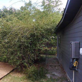 Bush Trimming by Byers Lawn reviewed on August 20, 2025