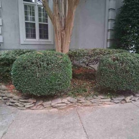 Bush Trimming by Lakeith carlyle reviewed on March 5, 2026