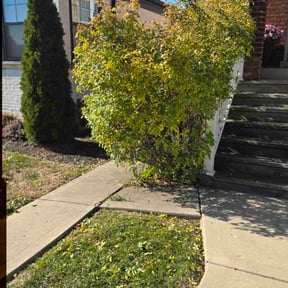 Bush Trimming by Cornerstone Outdoor Services reviewed on October 24, 2025