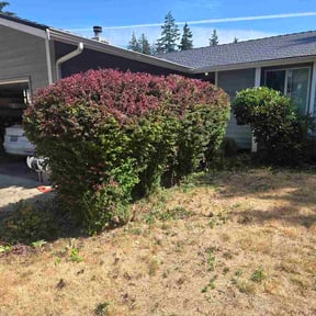 Bush Trimming by Mzj transport llc reviewed on August 17, 2026