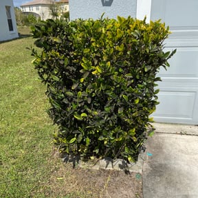 Bush Trimming by JLC Landscape and Lawn Care reviewed on August 17, 2025