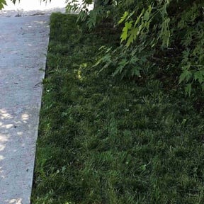 lawn care services by D.A.D.'s Lawn Services reviewed on November 9, 2017