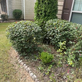 Bush Trimming by The lawn guys reviewed on November 27, 2025