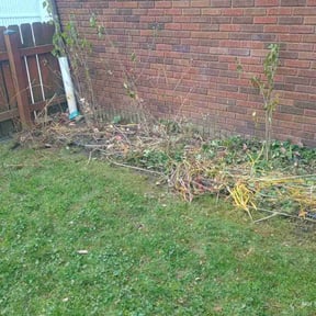 Leaf Removal by JILTONS LAWN CARE  reviewed on November 20, 2025