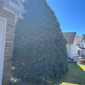 Bush Trimming by Salas landscaping trees service LLC reviewed on March 15, 2026
