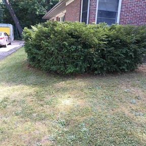 Bush Trimming by Tubby's Lawn Care Services, LLC reviewed on August 21, 2025