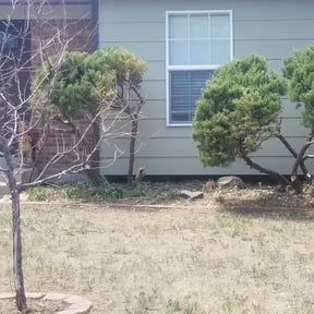Bush Trimming by SGP Lawn Services reviewed on August 18, 2025