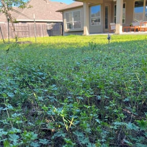 Bush Trimming by Hd landscape reviewed on August 17, 2025