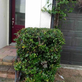 Bush Trimming by M & F Landscaping Services LLC reviewed on August 16, 2025