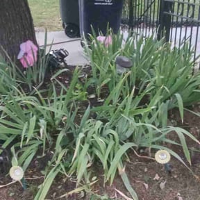 Leaf Removal by Richard Kidman reviewed on September 12, 2025