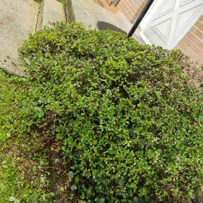 Bush Trimming by Pat&#039;s lawn care reviewed on March 24, 2024