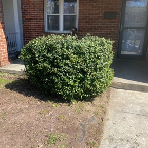 Bush Trimming by Fung Shuí Lawn reviewed on November 23, 2025