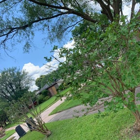 Bush Trimming by Rodriguez Gardening reviewed on August 19, 2025