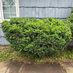 Bush Trimming by Stephen Reynolds reviewed on June 10, 2026