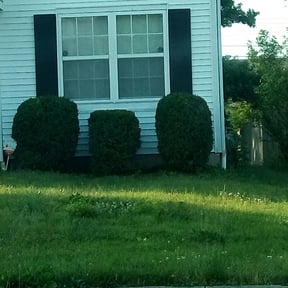Bush Trimming by Zad's Lawn Worx reviewed on August 15, 2025