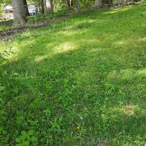 Bush Trimming by Old Glory Solutions, LLC reviewed on August 16, 2025