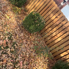 Bush Trimming by The Lawn Barber reviewed on January 21, 2026