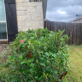 Bush Trimming by GetMore services reviewed on November 21, 2025