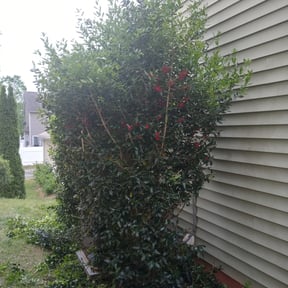 Bush Trimming by Avilas Landscape and Hauling reviewed on November 21, 2025