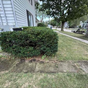 Bush Trimming by George A Francisco reviewed on November 8, 2025