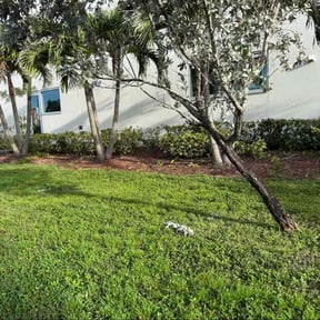 Bush Trimming by To The Rescue Landscaping and Hurricane Clean Up reviewed on August 17, 2025