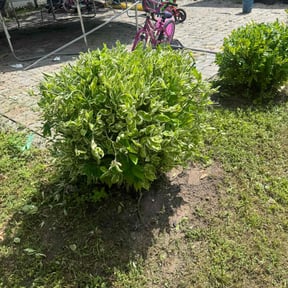 Bush Trimming by Soundview Lawn Care reviewed on August 13, 2025