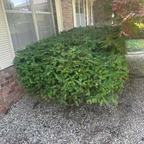 Bush Trimming by White wolf mowing reviewed on August 5, 2025
