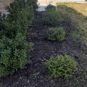 Flower Bed Weeding by Williams Lawn Service reviewed on August 15, 2025