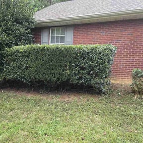 Bush Trimming by Banda Landscaping reviewed on August 17, 2025
