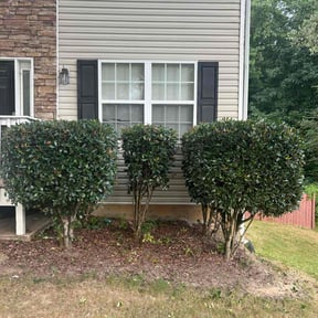 Bush Trimming by Lawns Plus Landscaping reviewed on August 20, 2025