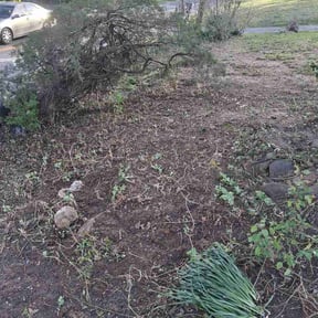 Leaf Removal by Concept cutz reviewed on April 9, 2026