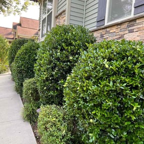Bush Trimming by Solid Ground Landscaping reviewed on August 16, 2025