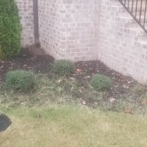 Bush Trimming by All Trim Lawn Services, Inc. reviewed on August 17, 2025