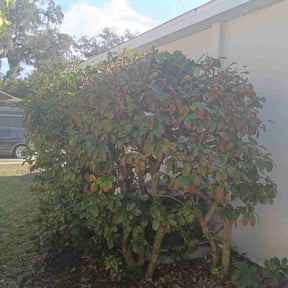 Bush Trimming by K-Cuts Mowing reviewed on October 21, 2025