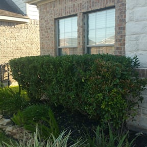 Bush Trimming by MLB detailing LLC reviewed on August 18, 2025