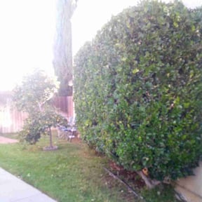Bush Trimming by Aguilar Landscaping & Tree Services LLC reviewed on August 17, 2025