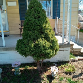 Bush Trimming by Cardos Services LLC reviewed on August 17, 2025