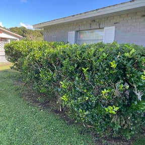 Bush Trimming by Dads Lawn  Services reviewed on December 3, 2025