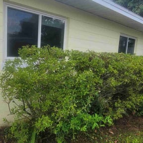 Bush Trimming by Lux Mowing reviewed on August 16, 2025
