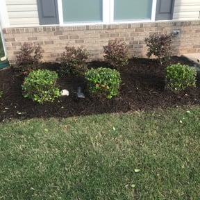 Bush Trimming by Lawn pros. reviewed on August 16, 2025