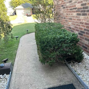 Bush Trimming by Steele's Lawn Service reviewed on August 15, 2025