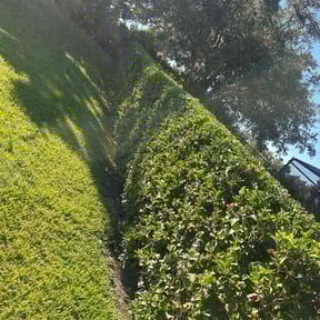 Bush Trimming by A Plus Lawn care reviewed on November 16, 2023