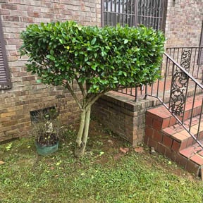 Bush Trimming by John&#039;s lawn care Llc reviewed on February 28, 2022