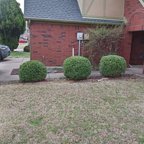 Bush Trimming by Independent Contractor reviewed on August 18, 2025
